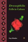 Drosophila Cells in Culture