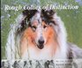 Rough Collies of Distinction