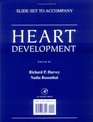 Heart Development Slide Set
