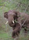 The Story of Asia's Elephants