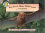 Red Bat At Sleepy Hollow Lane (Smithsonian's Backyard)