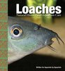 Loaches Natural History and Aquarium Care