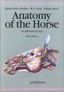 Anatomy of the Horse An Illustrated Text