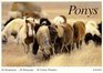 Ponys 30 Postkarten