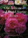 OldFashioned and David Austin Roses