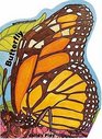Metamorphoses Butterfly