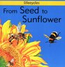 From Seed to Sunflower