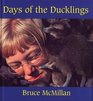 Days of the Ducklings
