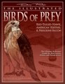 The Illustrated Birds of Prey: Red-Tailed Hawk, American Kestrel & Peregrine Falcon: The Ultimate Reference Guide for Bird Lovers, Artists, and Woodcarvers (The Denny Rogers Visual Reference series)