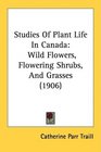 Studies Of Plant Life In Canada Wild Flowers Flowering Shrubs And Grasses