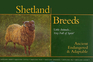 Shetland Breeds 'Little AnimalsVery Full of Spirit' Ancient Endangered  Adaptable