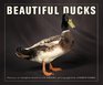 Beautiful Ducks