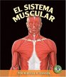 El Sistema Muscular/ The Muscular System