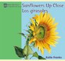 Sunflowers Up Close/ Los Girasoles