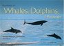 The World of Whales Dolphins  Porpoises Natural History  Conservation