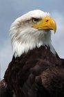 Bald Eagle Journal 150 page lined notebook/diary