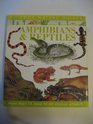 Amphibians and Reptiles (Science Nature Guides)