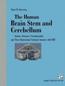 The Human Brain Stem and Cerebellum Surface Structure Vascularization and ThreeDimensional Sectional Anatomy with MRI
