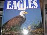 Eagles for Kids