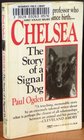 Chelsea  The Story of a Signal Dog