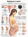 Pregnancy and Birth Anatomical Chart in Spanish