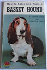 How to Raise  Train a Basset Hound