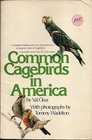 Common Cagebirds in America