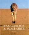 Kangaroos  Wallabies of Australia