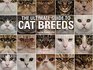Ultimate Guide To Cat Breeds A useful means of identifying the cat breeds of the world and how to care for them