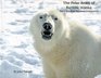 The Polar Bears of Barrow Alaska The US's Most Northern Community