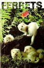 Ferrets