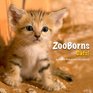ZooBorns Cats The Newest Cutest Kittens and Cubs from the World's Zoos
