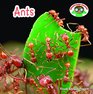 Ants