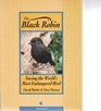 The Black Robin Saving the World's Most Endangered Bird