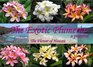 The Exotic Plumeria, a pictorial, Volume 1