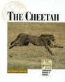 Endangered Animals and Habitats  The Cheetah