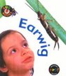 Earwig