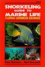 Snorkeling Guide to Marine Life Florida Caribbean Bahamas