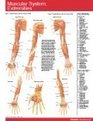 Muscular System Extremeties