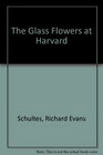 The Glass Flowers at Harvard 2