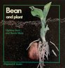 Bean and plant