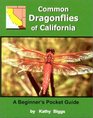 Common Dragonflies of California  A Beginner's Pocket Guide