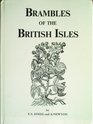 Brambles of the British Isles
