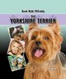 Yorkshire Terrier The