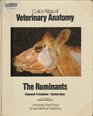 Color Atlas of Veterinary Anatomy The Ruminants