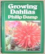 Growing dahlias