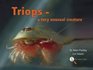 Triops  A Very Unusual Creature