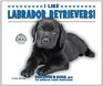 I Like Labrador Retrievers