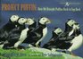 Project Puffin How We Brought Puffins Back to Egg Rock