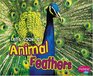 Let's Look at Animal Feathers